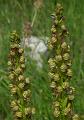 Orchis anthropophora